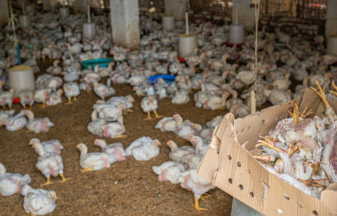 The bodies of dead young chickens lie piled up in a box inside a shed on a broiler chicken farm, waiting for disposal. During the summer, temperatures here easily surpass 40°C, and four to five chicks are regularly found dead due to heat exhaustion. Kharkhoda, Haryana, India, 2023. S. Chakrabarti / We Animals Media