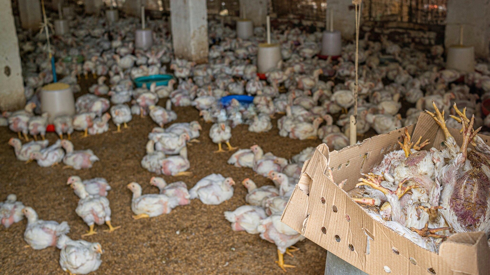 The bodies of dead young chickens lie piled up in a box inside a shed on a broiler chicken farm, waiting for disposal. During the summer, temperatures here easily surpass 40°C, and four to five chicks are regularly found dead due to heat exhaustion. Kharkhoda, Haryana, India, 2023. S. Chakrabarti / We Animals Media