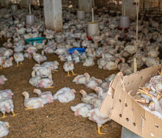 The bodies of dead young chickens lie piled up in a box inside a shed on a broiler chicken farm, waiting for disposal. During the summer, temperatures here easily surpass 40°C, and four to five chicks are regularly found dead due to heat exhaustion. Kharkhoda, Haryana, India, 2023. S. Chakrabarti / We Animals Media