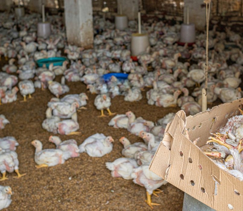 The bodies of dead young chickens lie piled up in a box inside a shed on a broiler chicken farm, waiting for disposal. During the summer, temperatures here easily surpass 40°C, and four to five chicks are regularly found dead due to heat exhaustion. Kharkhoda, Haryana, India, 2023. S. Chakrabarti / We Animals Media