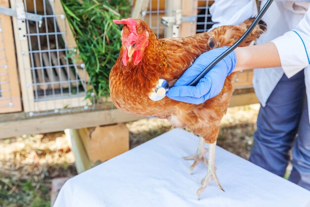 examining cull chickens